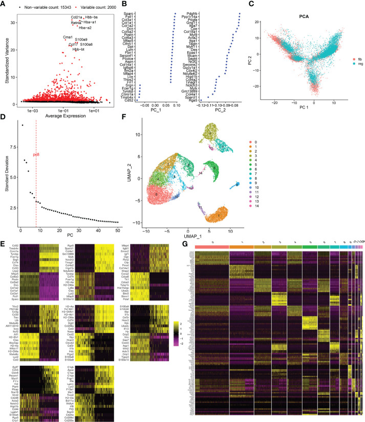 Mouse Cutaneous Wound Healing Analysis