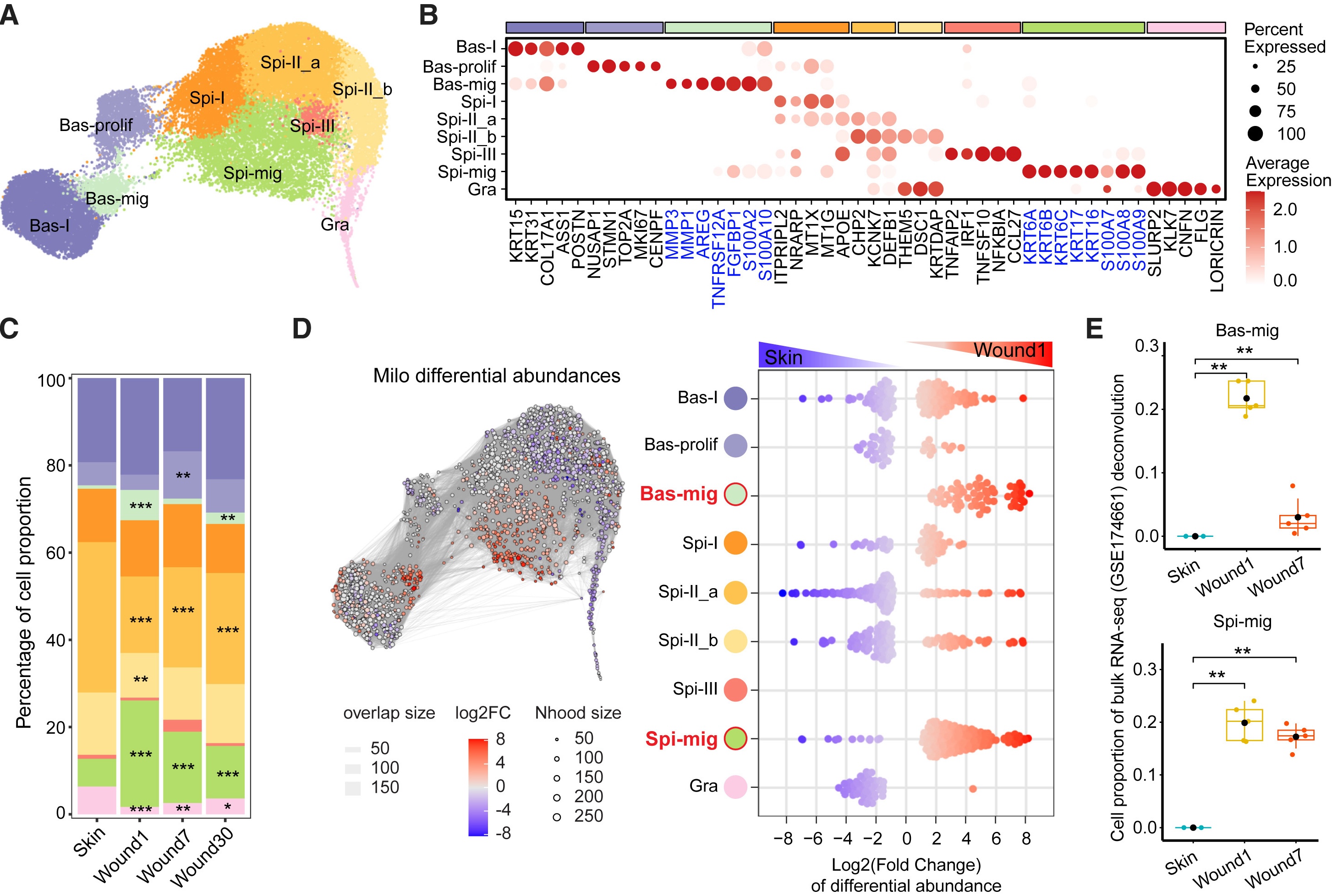 Human Skin Wound Healing Single-Cell Analysis